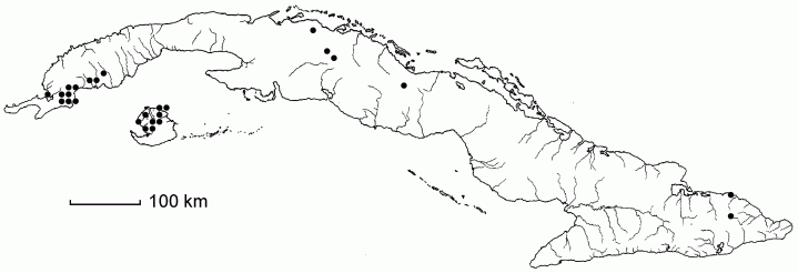 Dichanthelium sphaerocarpum