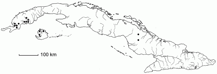 Digitaria longiflora