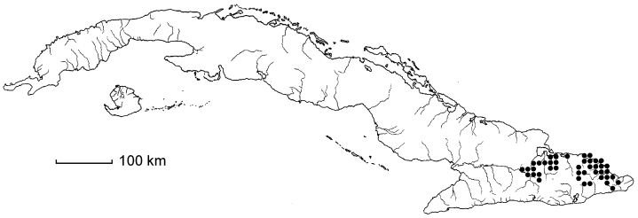 Dioscorea baracoensis