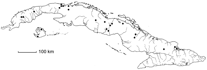 Dioscorea microphylla