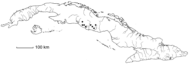 Dioscorea pseudocleistogama