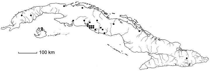 Dioscorea tamoidea subsp. tamoidea