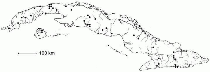 Echinochloa colona