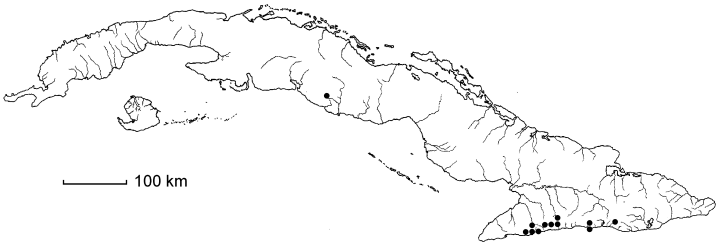 Elaphoglossum cubense