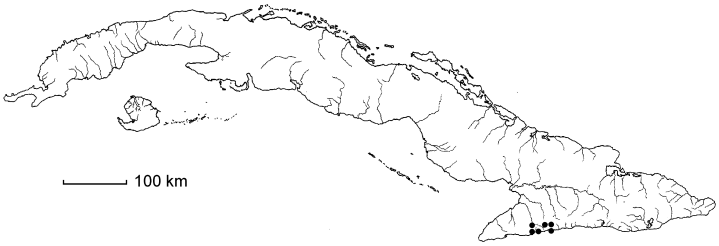 Elaphoglossum inaequalifolium