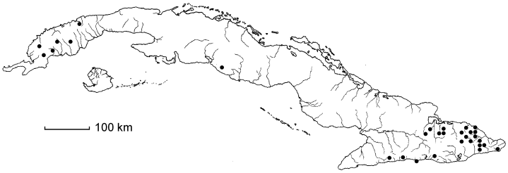 Elaphoglossum palmeri