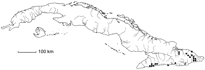 Elaphoglossum peltatum