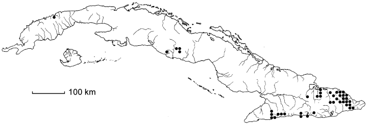 Elaphoglossum simplex