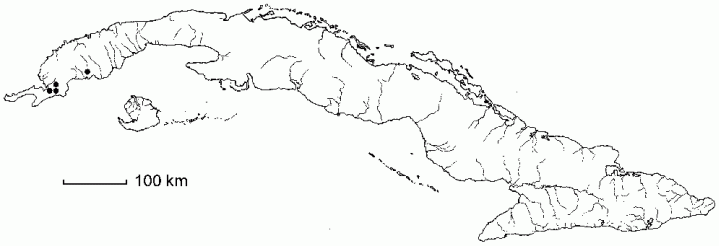 Eriocaulon melanocephalum