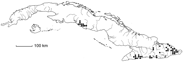 Gesneria viridiflora