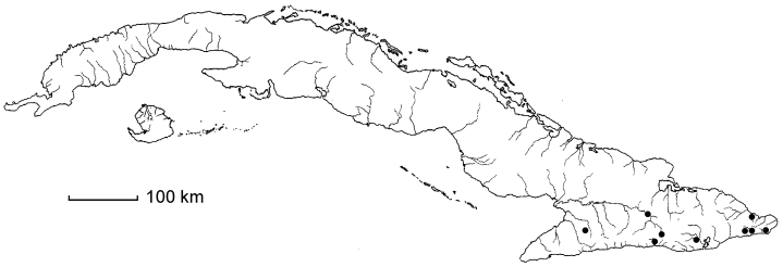 Glycosmis parviflora