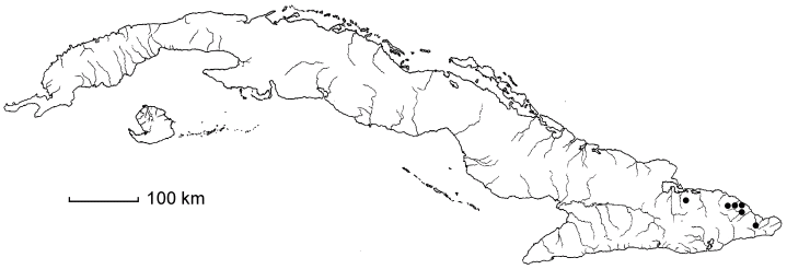 Haenianthus variifolius