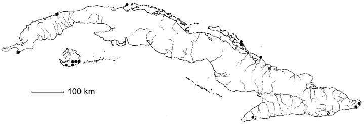 Helicteres jamaicensis