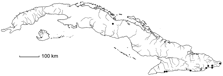 Helicteres semitriloba