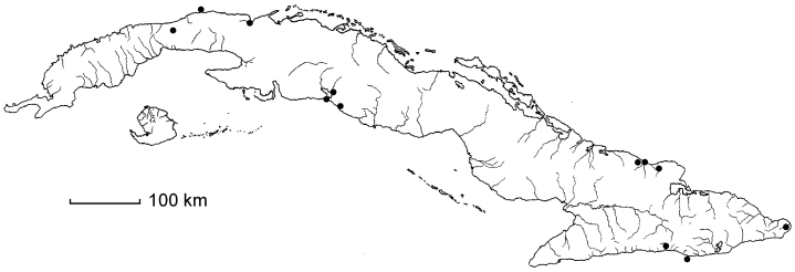 Henleophytum echinatum