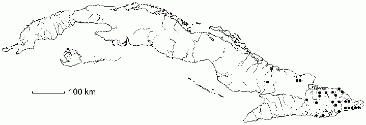 Hippocratea volubilis