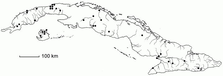 Hymenachne amplexicaulis