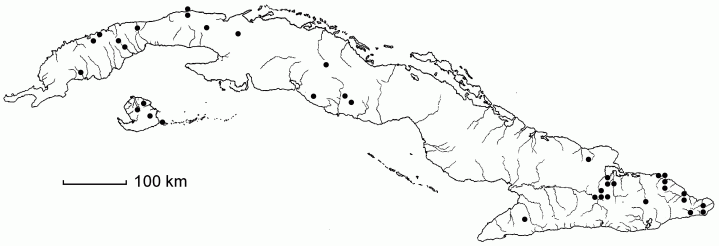 Ichnanthus mayarensis