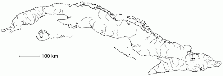 Jacquinia cristalensis