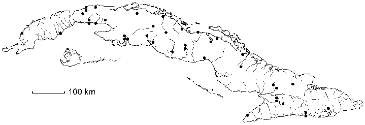 Kosteletzkya depressa