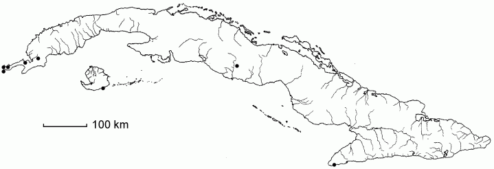 Laetia thamnia