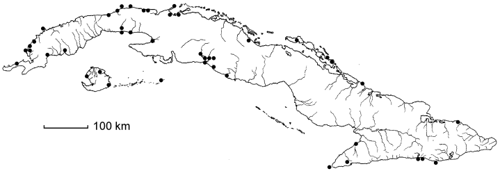 Laguncularia racemosa