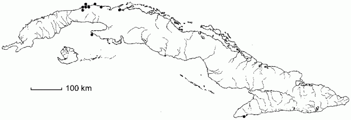 Lantana microcephala