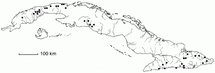 Lepianthes umbellata