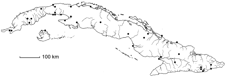 Leptochloa fascicularis