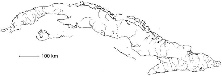 Ludwigia helminthorriza