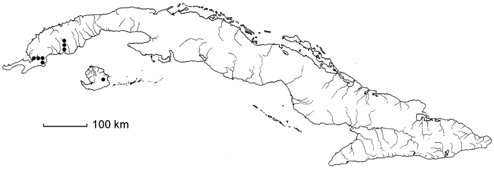 Ludwigia leptocarpa subsp. foliosa