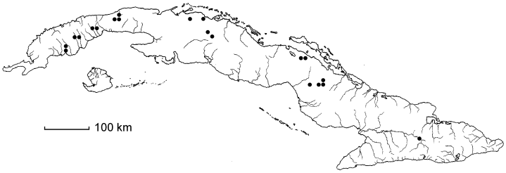 Ludwigia peduncularis