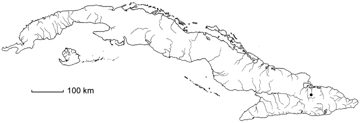Malpighia articulata