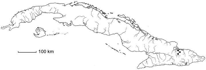 Malpighia cornistipulata