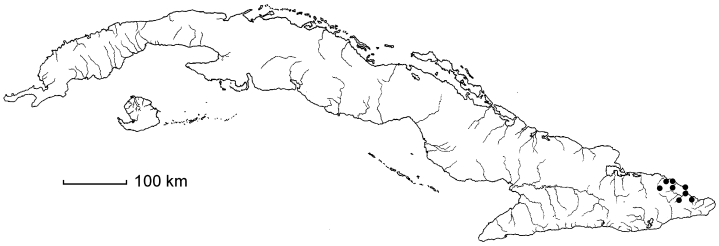 Malpighia dura