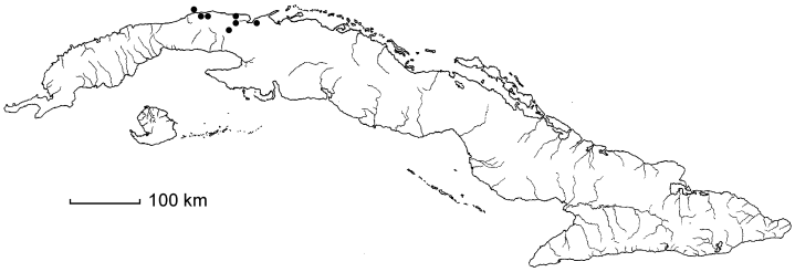 Malpighia habanensis