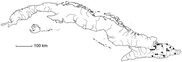 Malpighia martiana