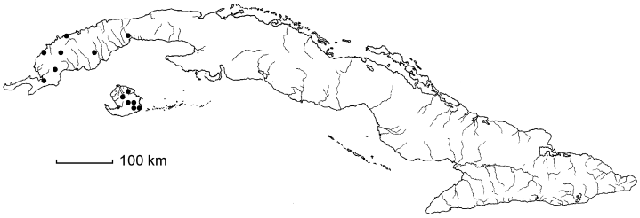 Malpighia mucronata subsp. insulae-pinorum