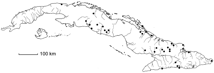 Malpighia suberosa