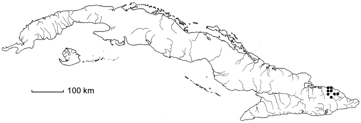 Malpighia torulosa