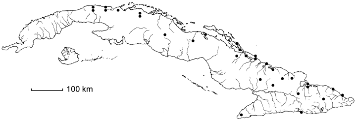 Manilkara jaimiqui subsp. wrightiana