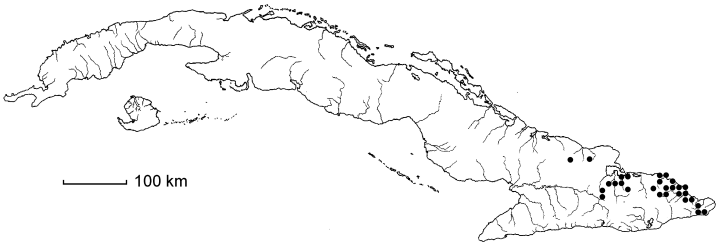 Manilkara mayarensis