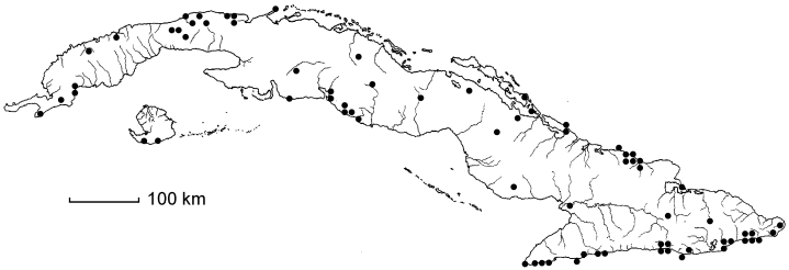 Mascagnia lucida subsp. lucida