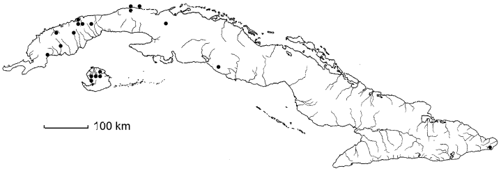 Matayba oppositifolia