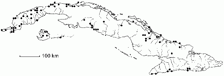 Maytenus buxifolia subsp. buxifolia