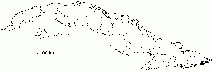 Maytenus buxifolia subsp. cochlearifolia