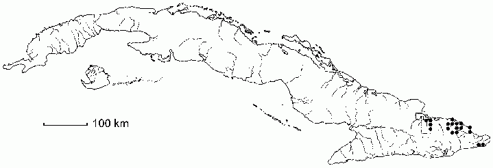 Maytenus revoluta