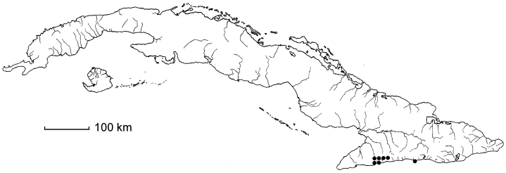 Megalastrum caribaeum