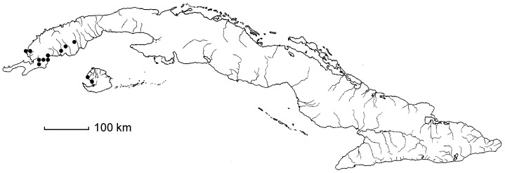 Melochia savannarum