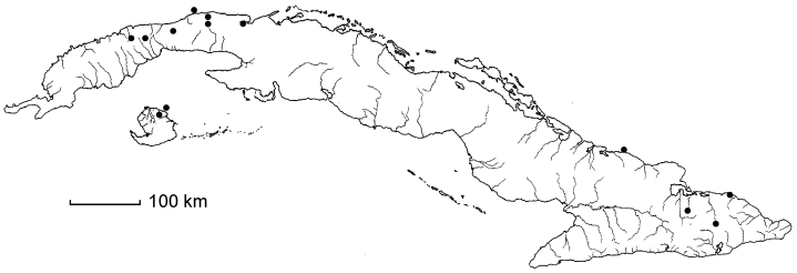 Muntingia calabura